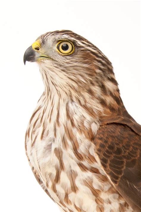 sharp shinned hawk nesting habits