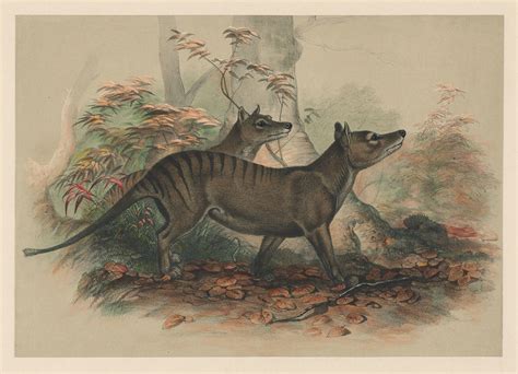 Thylacine | Old Book Illustrations