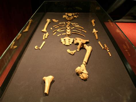 Corsa: Lucy l'australopiteco non brillava né in resistenza né in