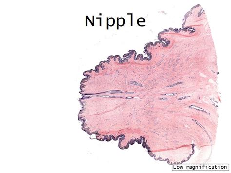 mammary gland  nipple