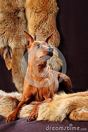 Red Miniature Pinscher Royalty-Free Stock Image | CartoonDealer.com #23108320