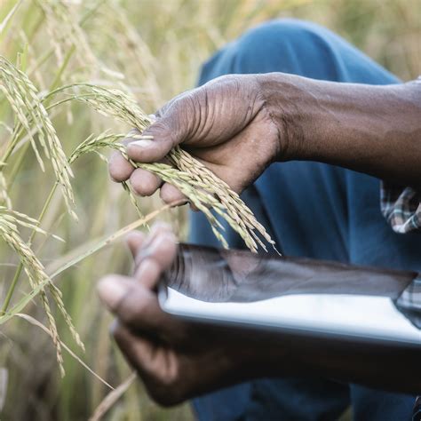 Supply-chain optimization in agriculture | McKinsey