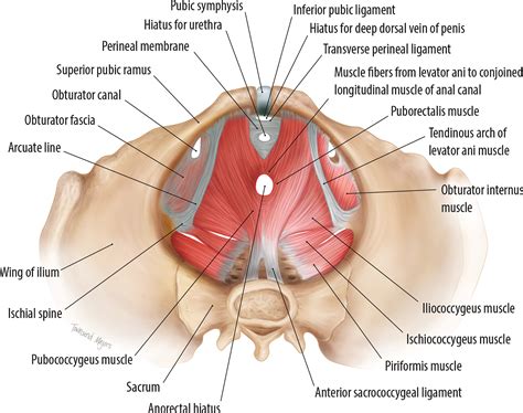 Male Pelvic Muscle Anatomy