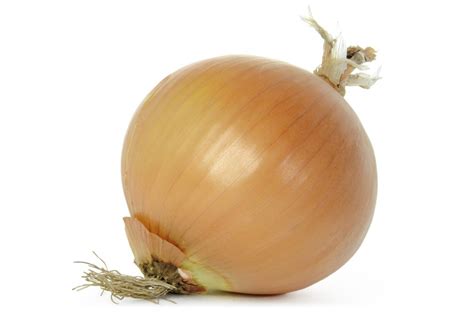 Onion in Spanish | English to Spanish Translation - SpanishDictionary.com
