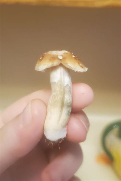 Every merged shroom is two shrooms that fell in love :) : r/shrooms