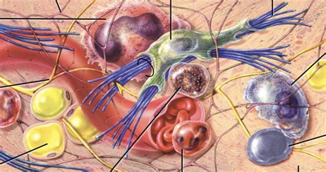 Connective Tissue Diagram Diagram | Quizlet