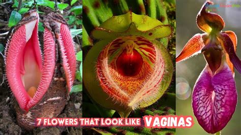 flowers    vaginas plants    vagina youtube