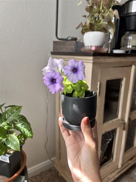 petunia (?) care tips, : r/houseplants