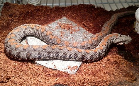 L.A. Zoo Welcomes Two Litters of Rare Armenian Vipers - Armenian ...