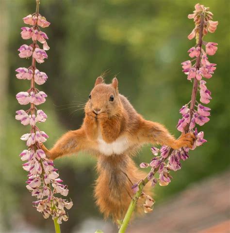 funny animal with flower