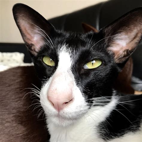 Oriental shorthair | Oriental shorthair cats, Oriental shorthair, Cats