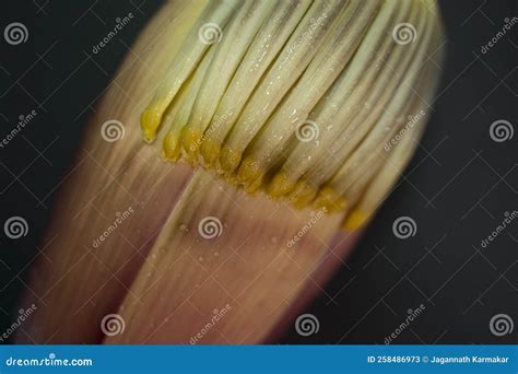 nutrient rich banana flower  plantain flower  mocha