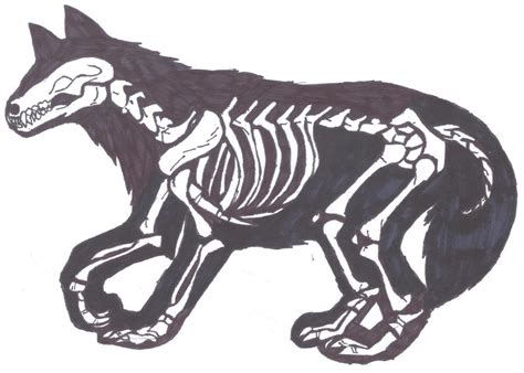 wolf skeleton  bluetigerlightning  deviantart