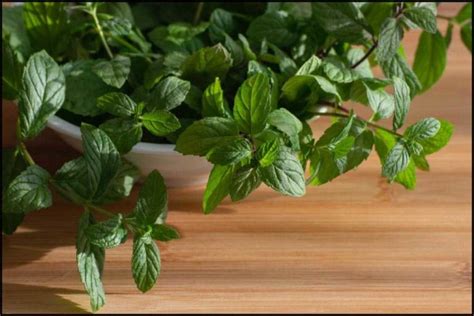 yerba buena plant benefits  ways      health dr farrah md