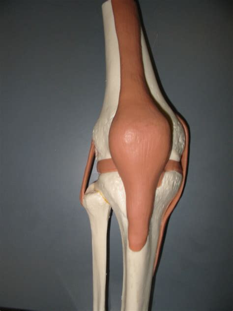 knee models