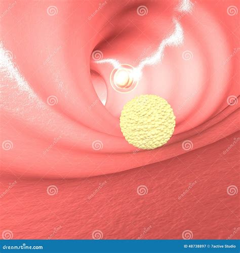 Cell Division And Cell Cycle Under The Microscope. Royalty-Free Stock
