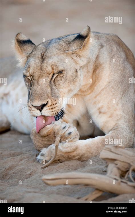 Lion in Kenya Africa Stock Photo - Alamy