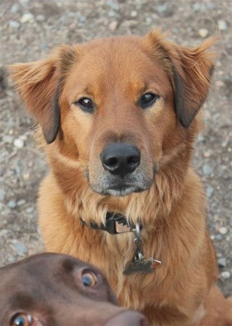 20 hilarious times dogs photo-bombed their humans