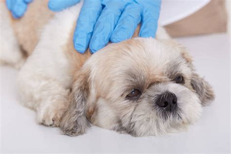 Infecção Urinaria Em Cachorros Sintomas - Infecção urinária em cachorro: sintomas e tratamento