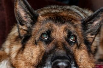 What You Need To Know About Cataract Surgery For Dogs | Poway Vets