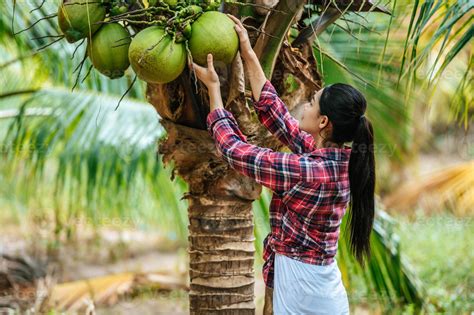Portrait of Happy Asian farmer woman check quality of coconut in farm
