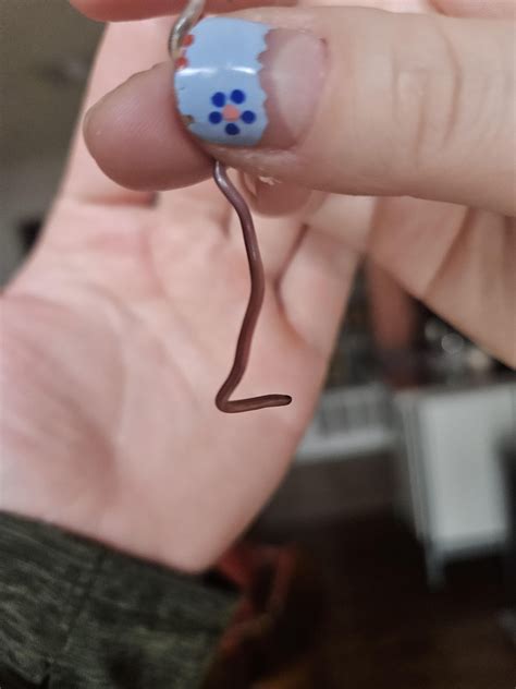 Baby Snake Identification : r/Austin