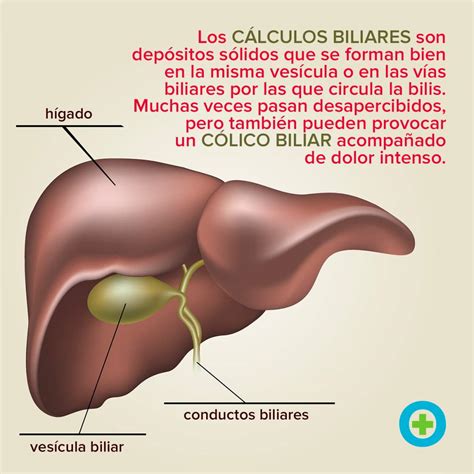 Para Que Serve Vesícula - Para Que Serve Pedra De Vesícula Humana - FDPLEARN