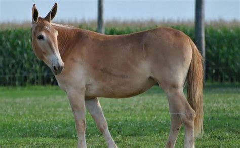 Cavalo Comendo A Jumenta - O Que Nasce do Cruzamento do Cavalo Com a Jumenta? | Mundo Ecologia