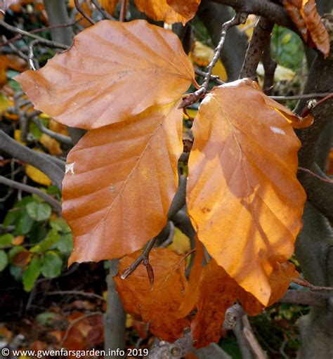 autumn fagus sylvatica common beech gwenfars garden   musings