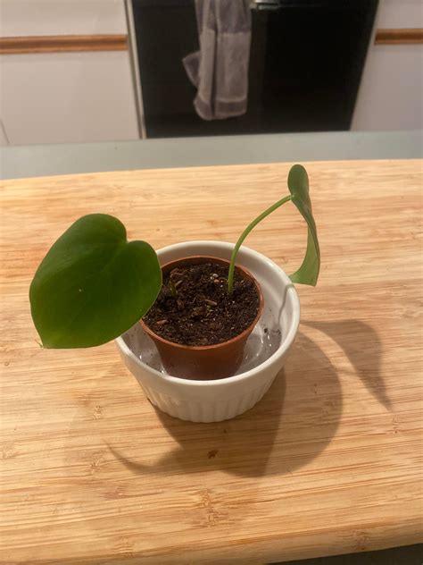 Any tips on caring for philodendrons? : philodendron
