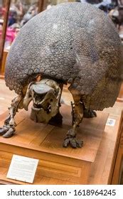 76 Glyptodon Images, Stock Photos & Vectors | Shutterstock