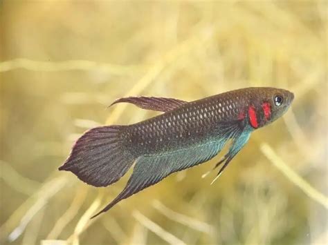 БЕТТА МАНДОРУ (Betta mandor) » Домашний аквариум