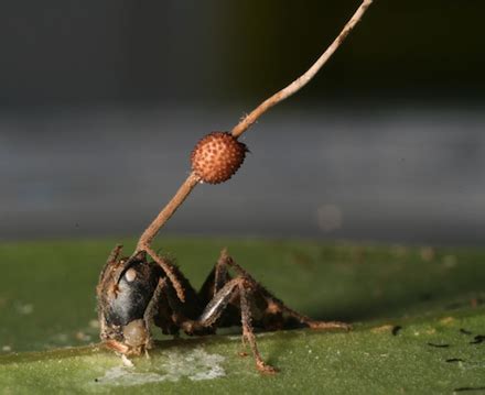 Cordyceps The Last Of Us - Cordyceps Brain Infection | The Last of Us Wiki | Fandom