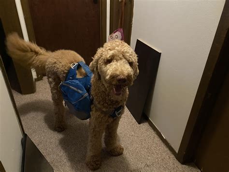 Medium labradoodle growth chart/rate? : r/labradoodles