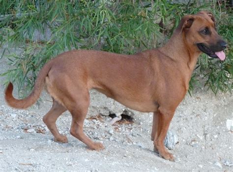 Labrador X Dachshund at Lindsey Vann blog