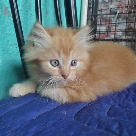 SOLD_Pure persian kitten/female ginger - Pet Finder Philippines - Buy