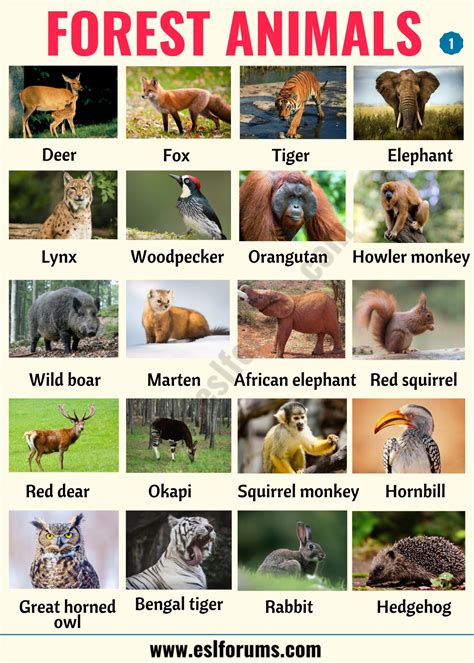 forest animals list  animals     forest  esl pictures esl forums