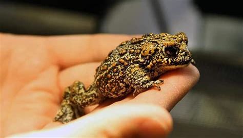 US biologists discover three new toad species | Environment News | Zee News