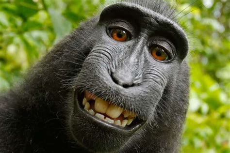 13 Amazing Indonesian Animals | South East Asia Backpacker