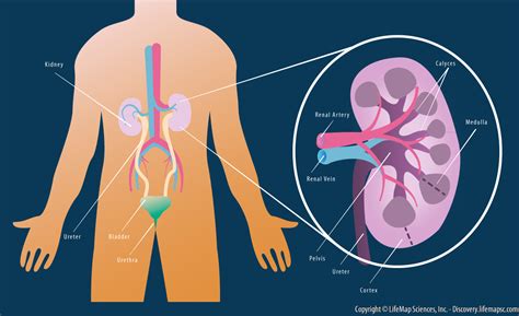 human body kidney location diagram