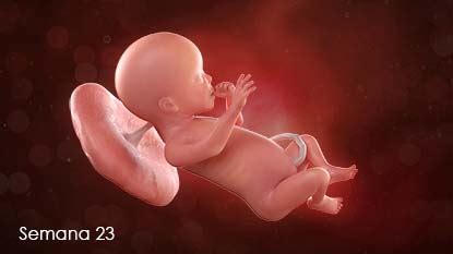 Semana 23 De Gravidez - Semana 23 (para Padres) | Nemours KidsHealth