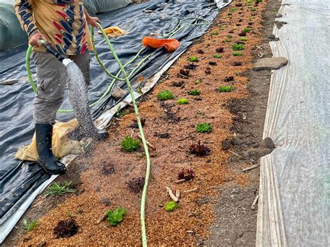 Mulching Materials for Young Lettuces 🥬 Knuckle Down News, Week 11