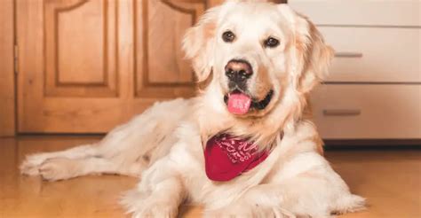 Do Golden Retrievers Drool? | Golden Retriever Society