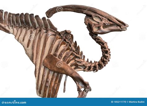 123 Parasaurolophus Fossil Stock Photos - Free & Royalty-Free Stock Photos from Dreamstime