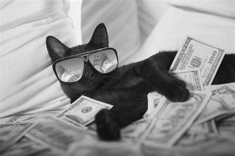 The best [cat] money memes for 2019