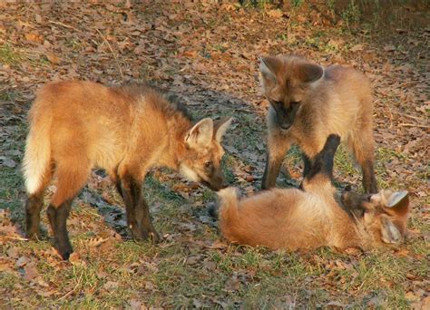 maned wolf eating