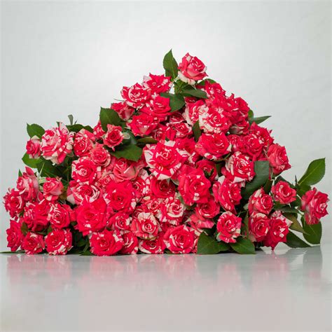 Fireworks – Yunique Flowers and Roses
