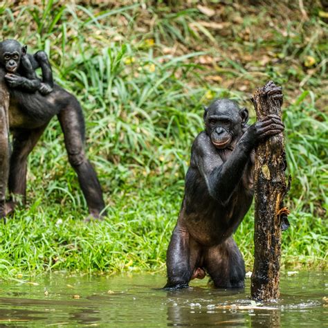 Bonobo Mating