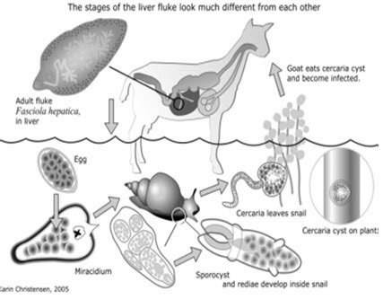 penyakit parasit  ternak sapi kambing  domba bag