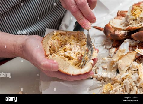 preparing dressed crab Stock Photo - Alamy